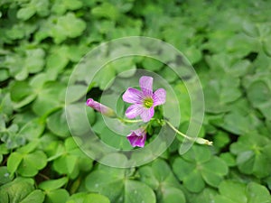 Oxalis articulata, known asÂ pink-sorrel pink windowbox wood-sorrel,Â Chari amilo,sourgrass,Netho saagÂ & x28;India& x29;